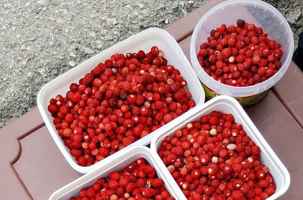 Dağ Çileği (Kocayemiş) Nedir, Faydaları Nelerdir?