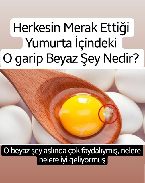 Yumurtanın İçindeki O Beyaz İpliksi Yapı Nedir?